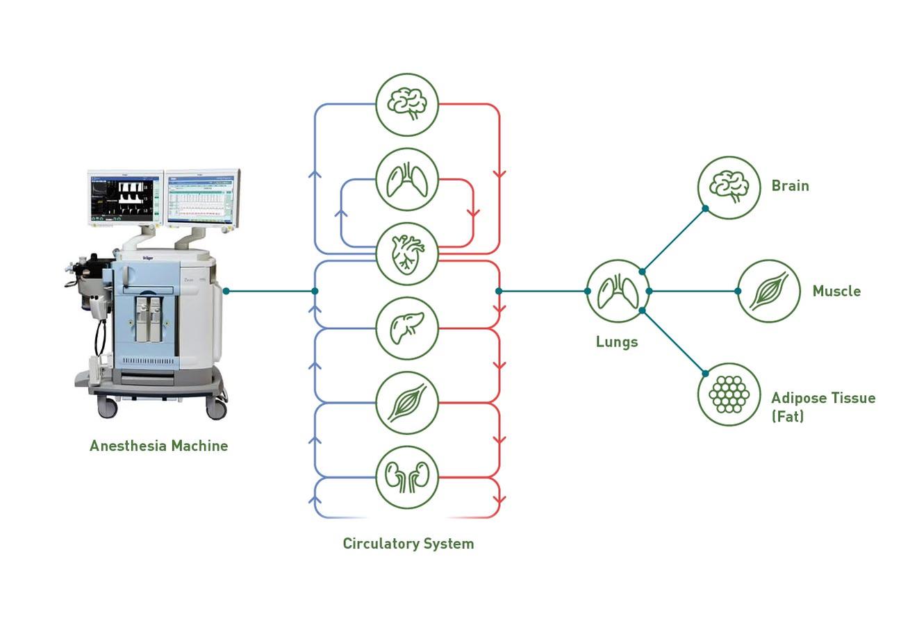 Diagram illustrating anesthesia machine and circulatory system
